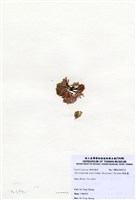 藏品(唇孢藻)的圖片